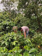 La Lupita  – Honduras
