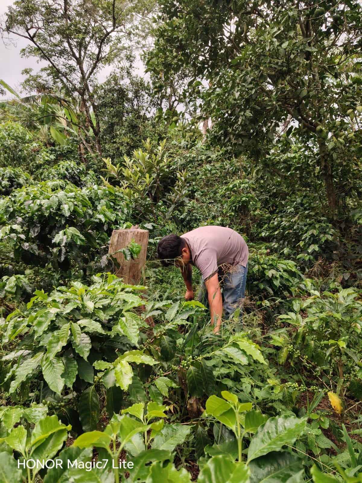 La Lupita  – Honduras