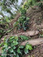 La Lupita  – Honduras