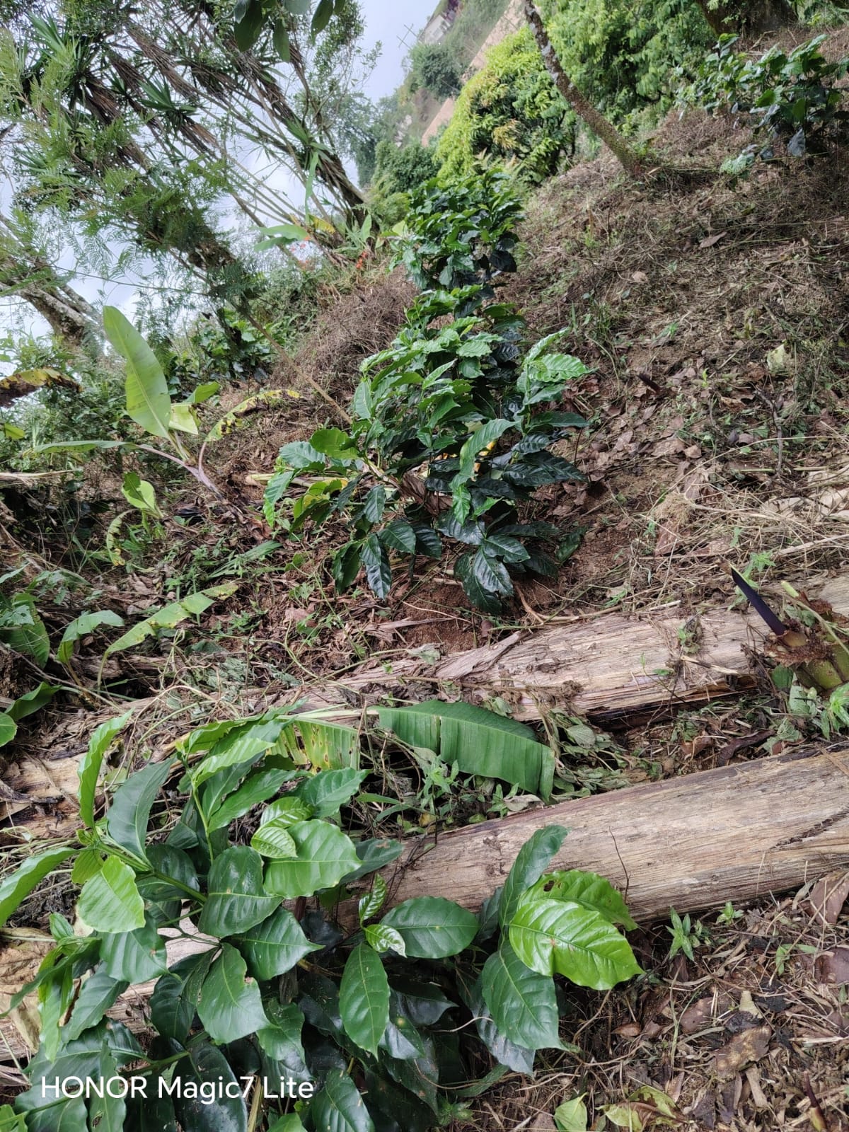 La Lupita  – Honduras